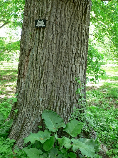 {Quercus macrocarpa}